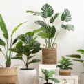 PLANTAS